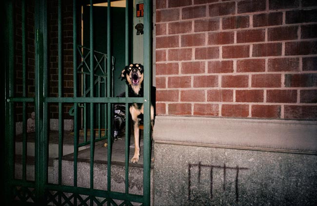 Dangerous Dogs, NYC, 2001