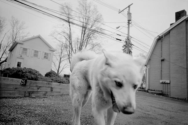 White Dog, Rock City,  2003